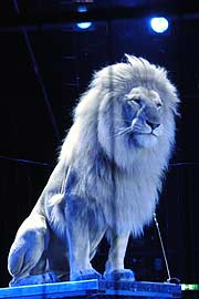 Der weiße Jung-Löwe KING TONGA lernt bei MARTIN LACEY JR (Foto: Ingrid Grossmann)